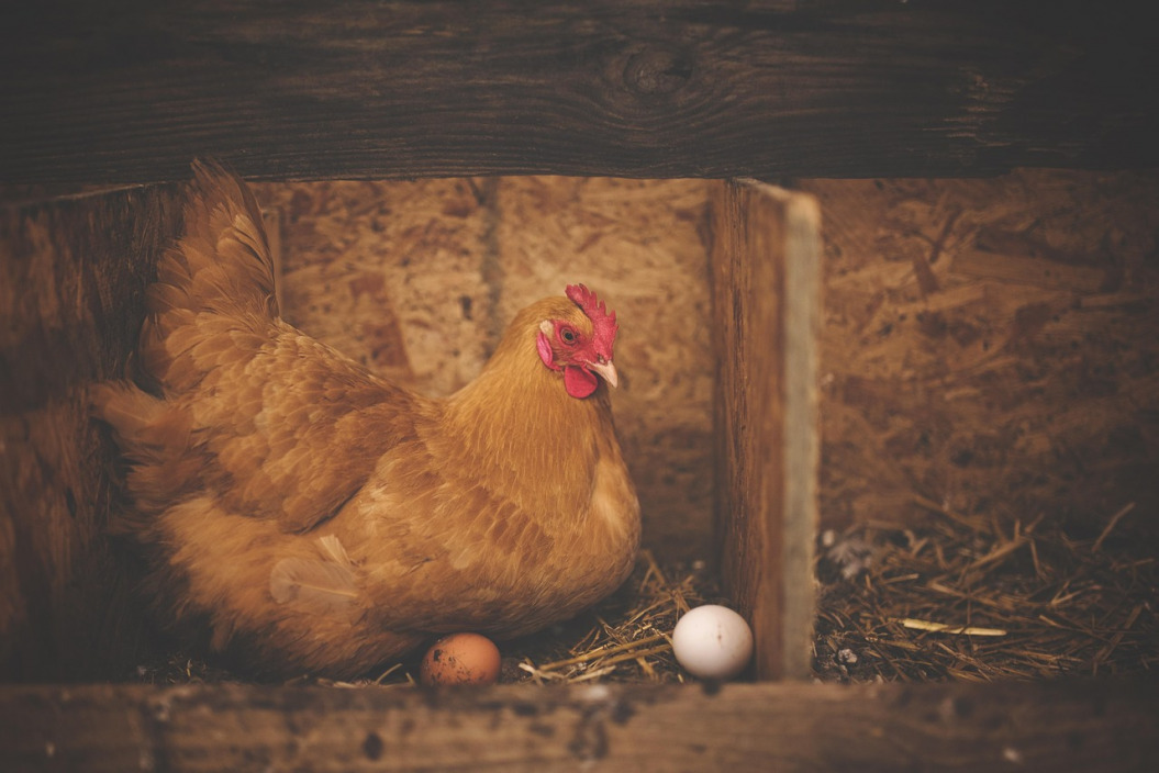 hen nest with eggs poultry